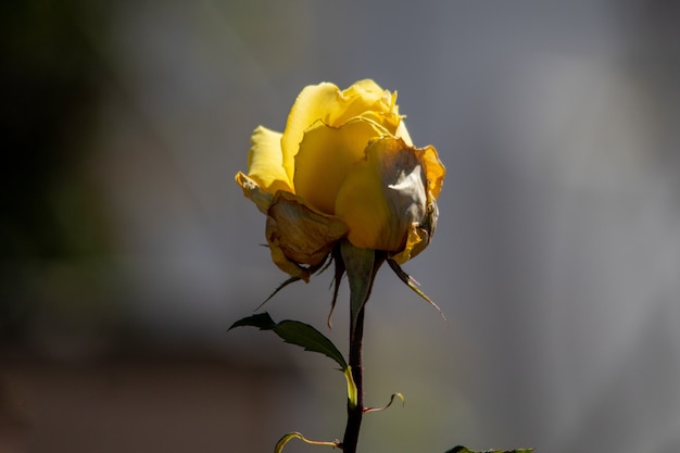 Closeup tiro de uma única rosa amarela com fundo desfocado