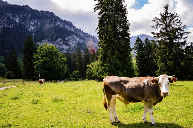 Closeup tiro de uma vaca em um prado verde em um fundo de montanhas