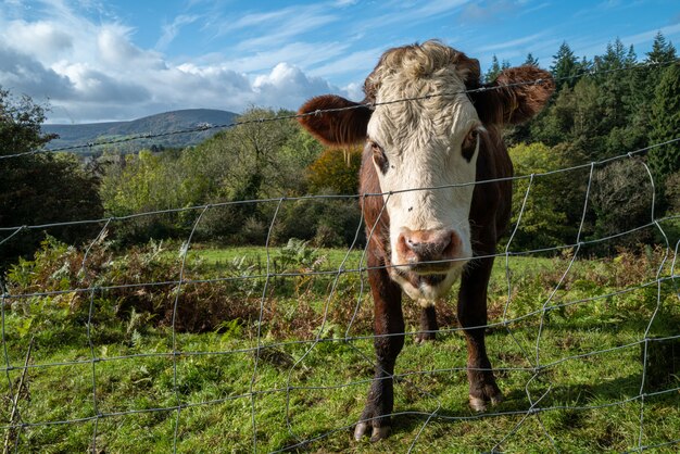 Closeup tiro de uma vaca marrom com uma cabeça branca em pé em um campo e uma floresta no