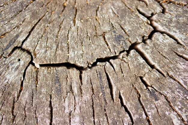 Closeup tiro de uma velha árvore de madeira cortada na floresta