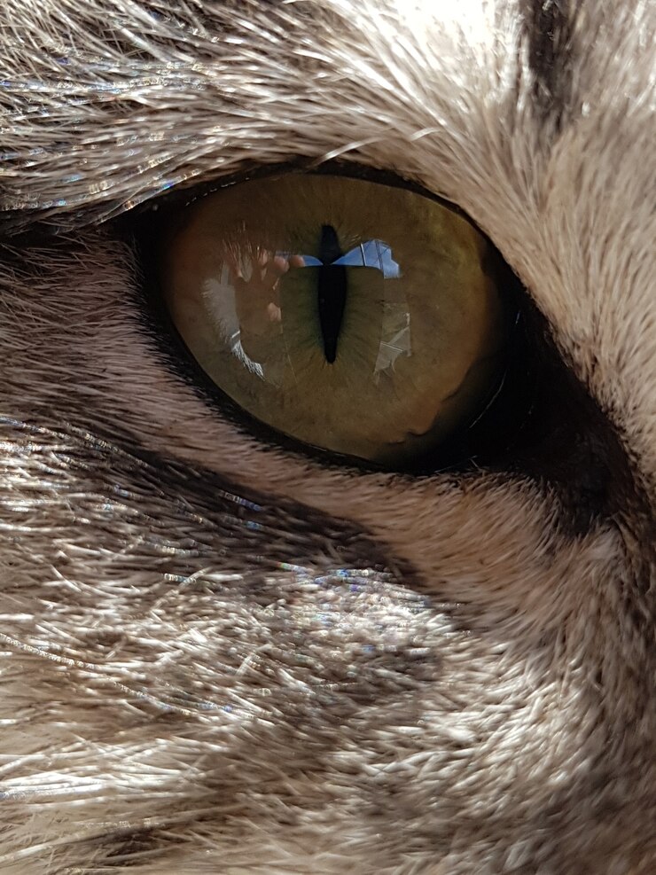 Foto grátis closeup tiro do olho de um animal com pelo branco
