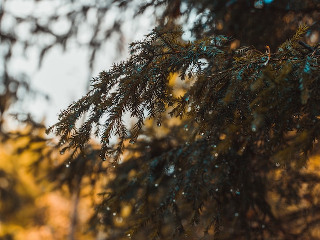 Closeup tiro dos galhos de árvore spruce com gotas de orvalho nas folhas com turva