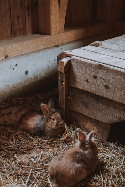 Closeup tiro vertical de coelhos marrons deitado no trigo em um celeiro