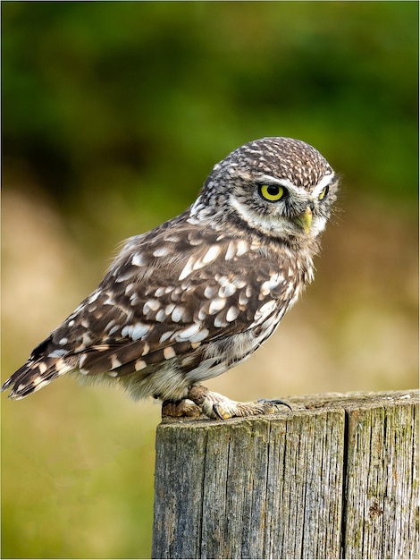 Closeup vertical da pequena coruja Athene noctua