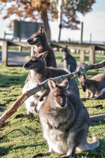 Closeup vertical de fofos wallabies sentado no campo