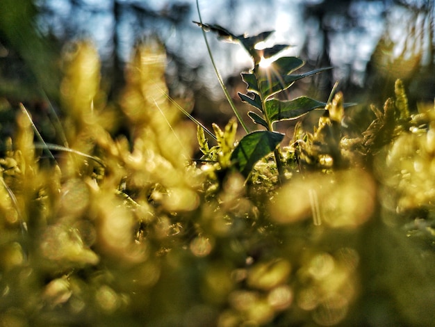 Closeup vista de foco seletivo de uma plantinha em um bacground amanhecer