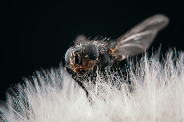 Closeup vista de uma mosca sentada em um dente-de-leão, isolada em um fundo preto