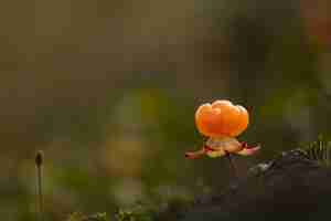 Foto grátis cloudberry