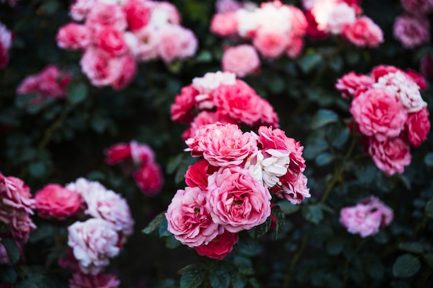 Clusters de lindas rosas