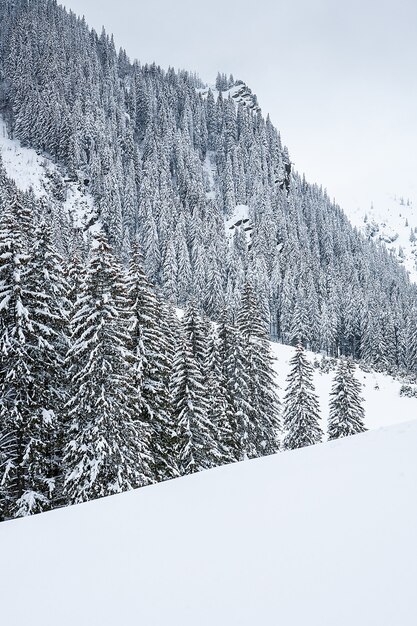 Cobertas de neve pinheiros no fundo dos picos das montanhas. Vista panorâmica da pitoresca paisagem de inverno com neve.