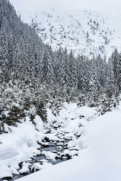 Cobertas de neve pinheiros no fundo dos picos das montanhas. Vista panorâmica da pitoresca paisagem de inverno com neve.