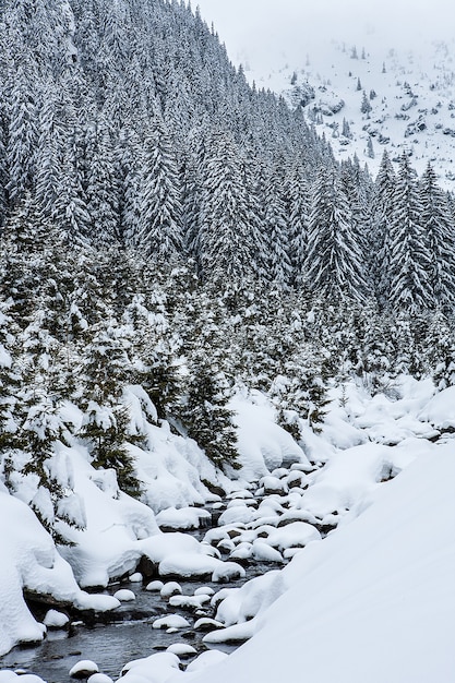 Cobertas de neve pinheiros no fundo dos picos das montanhas. Vista panorâmica da pitoresca paisagem de inverno com neve.