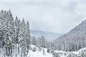 Foto grátis cobertas de neve pinheiros no fundo dos picos das montanhas. vista panorâmica da pitoresca paisagem de inverno com neve.