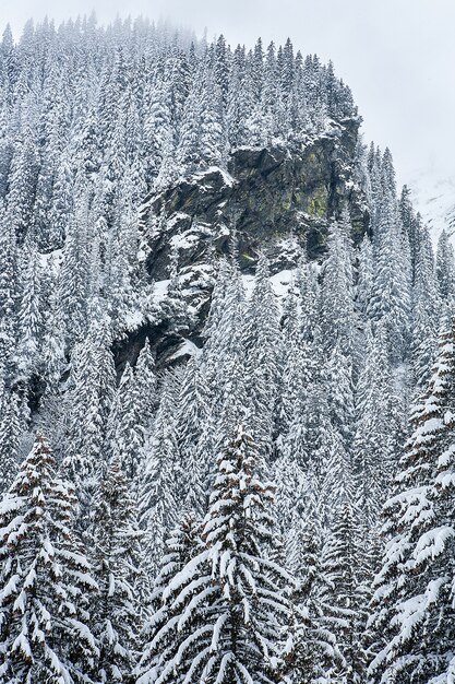 Cobertas de neve pinheiros no fundo dos picos das montanhas. Vista panorâmica da pitoresca paisagem de inverno com neve.