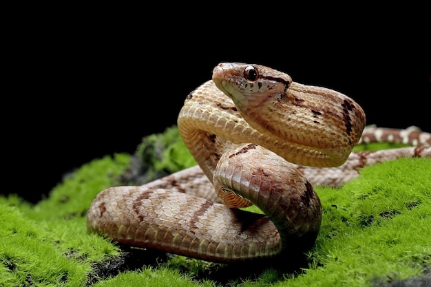 Foto grátis cobra boiga cynodon em musgo com fundo preto cobra boiga cynodon closeup