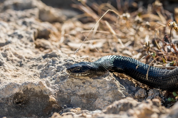 Cobra chicote do oeste negro, Hierophis viridiflavus, rastejando nas rochas e na vegetação seca em Malta