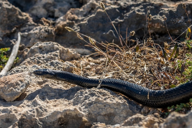 Cobra chicote do oeste negro rastejando nas rochas e na vegetação seca