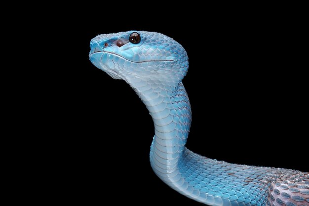 Cobra de víbora azul comendo rato branco no galho com cobra de víbora de fundo preto pronta para atacar o animal de cobra azul insularis closeup