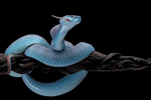 Cobra de víbora azul comendo rato branco no galho com fundo preto