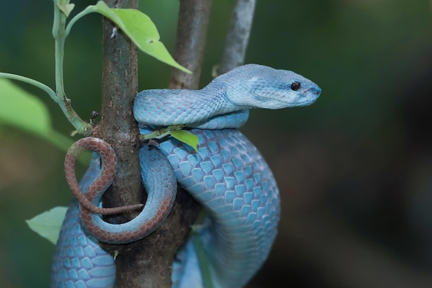 Cobra de víbora azul na cobra de víbora de galho pronta para atacar o animal insularis azul closeup