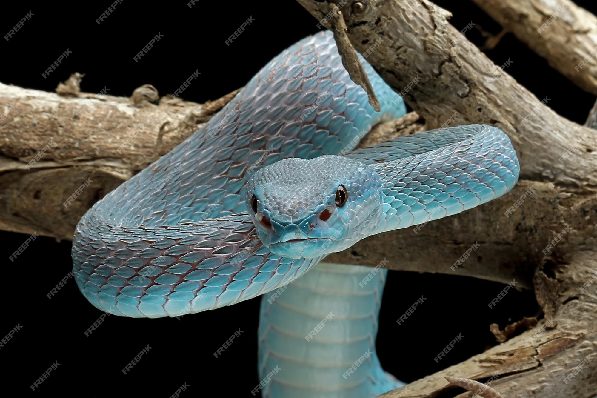 Cobra víbora azul no galho, cobra víbora pronta para atacar, insularis azul