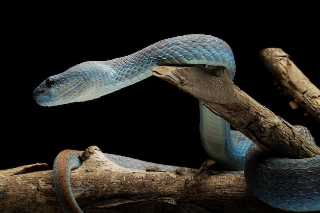 Cobra de víbora azul no galho com cobra de víbora de fundo preto pronta para atacar a cobra azul insularis