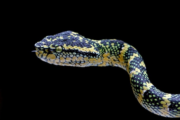 Cobra de víbora Wagleri closeup cabeça no galho bela cor cobra wagleri