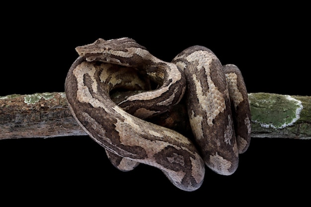 Cobra jibóia de Candoia Candoia carinata cabeça fechada em fundo preto