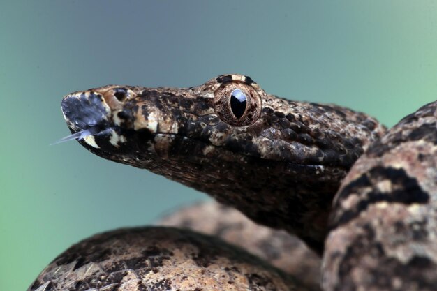 Cobra jibóia de Candoia Candoia carinata closeup