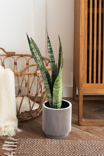Cobra planta em um vaso cinza sobre um piso de madeira