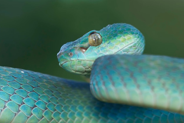 Cobra víbora azul no galho