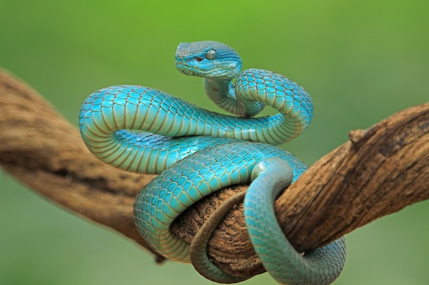 Foto grátis cobra víbora azul no galho