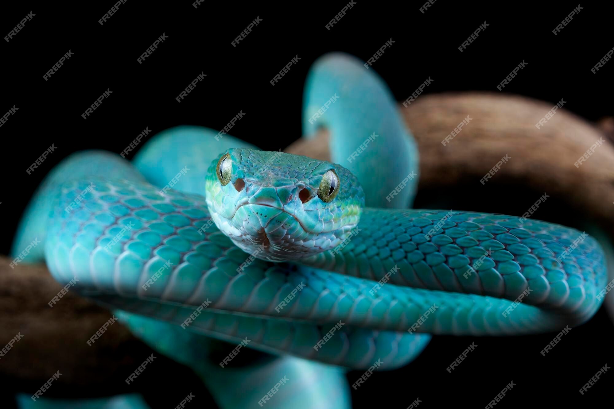 Incrivelmente bela! A víbora azul, ( Trimeresurus insularis ) mais  conhecida como cobra azul, é uma das cobras mais …