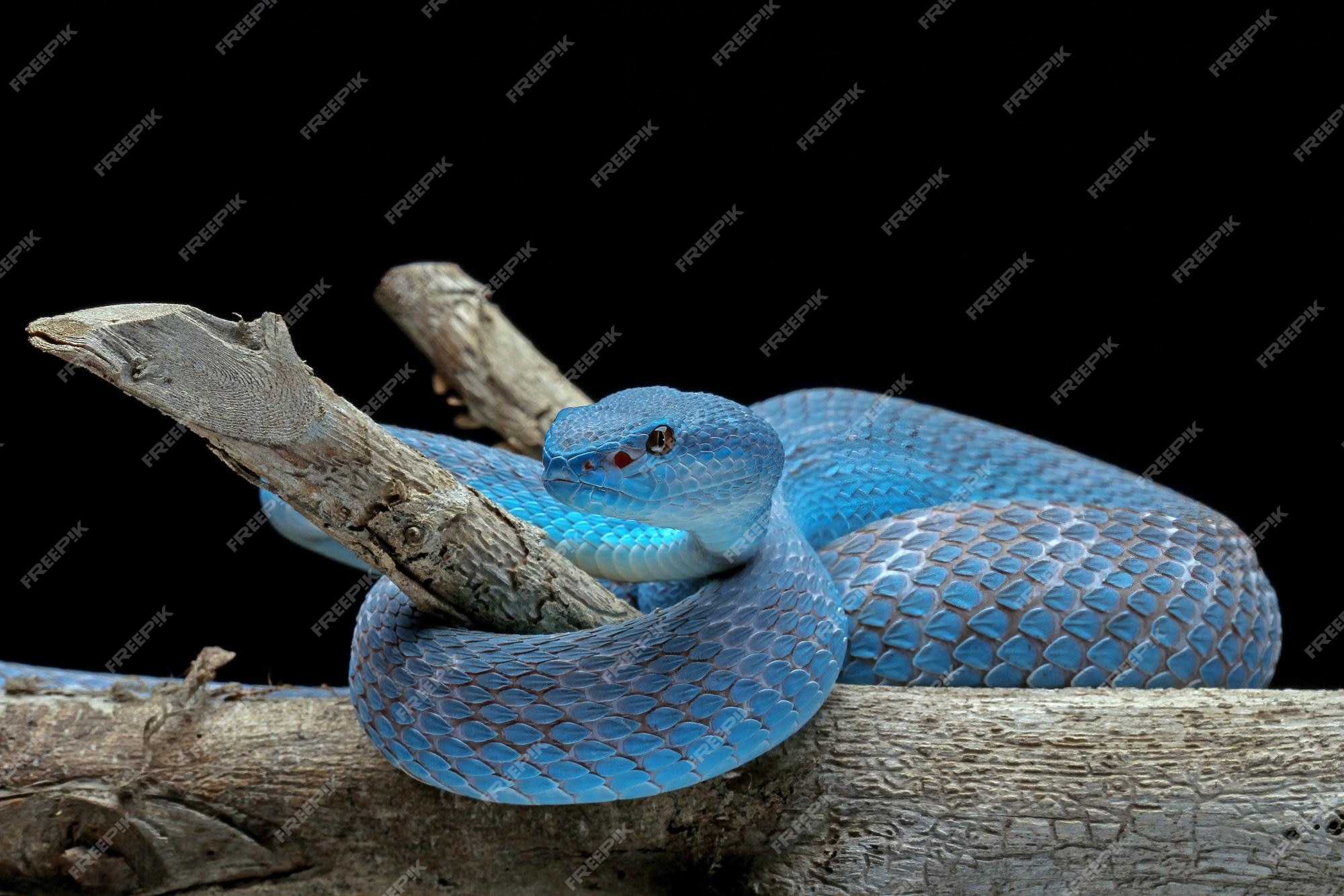 Cobra víbora azul no ramo cobra víbora azul insularis