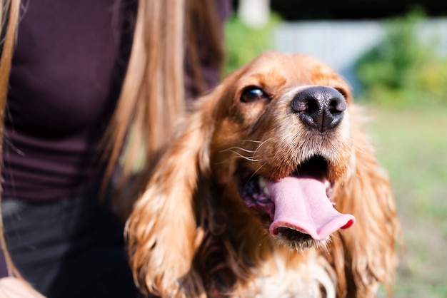 Foto grátis cocker spaniel adorável de close-up