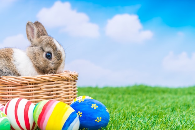 Coelho e ovos de easter na grama verde com céu azul