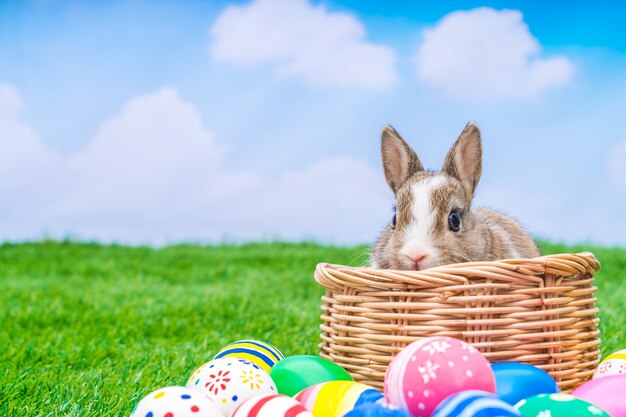 Coelho e ovos de Easter na grama verde com céu azul