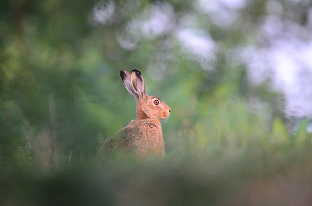 Foto grátis coelho olhando ao redor em um campo gramado