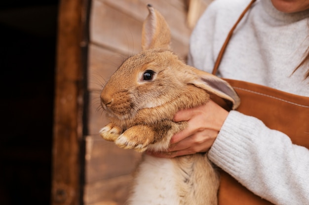 Foto grátis coelhos em cultivo de estilo de vida rural