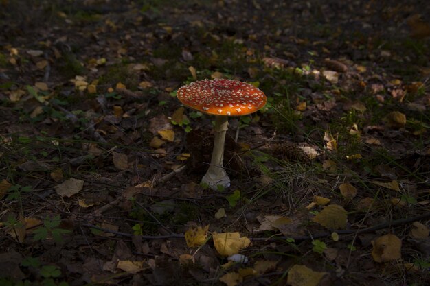 Cogumelo bonito cercado por folhas no meio da selva