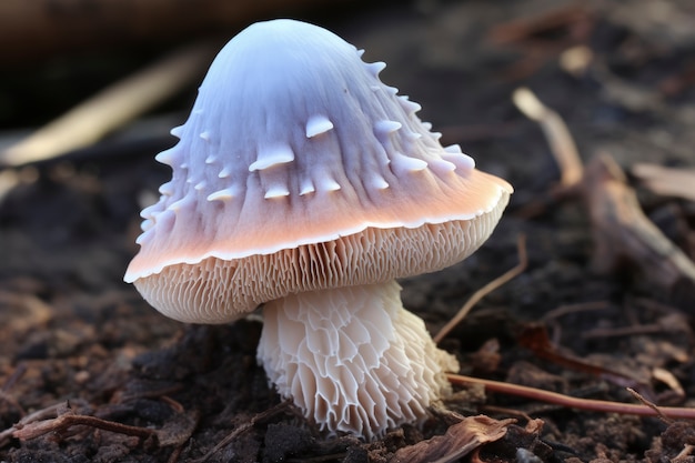 Foto grátis cogumelo crescendo na floresta