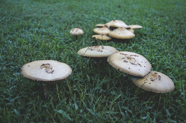 Foto grátis cogumelos em um gramado