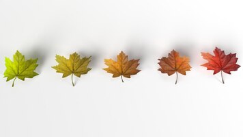 Coleção de folhas isoladas folhas de bordo de outono coloridas isoladas em fundo branco