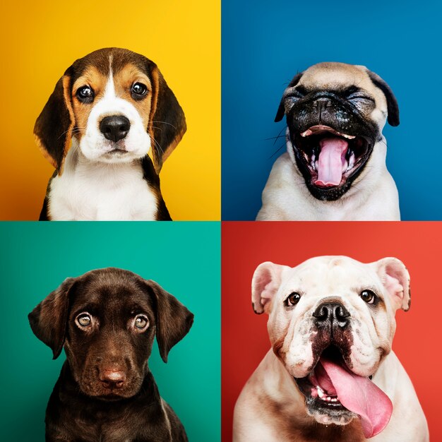 Coleção de retratos de filhotes adoráveis