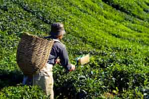 Foto grátis colheita de chá colhendo folhas de chá