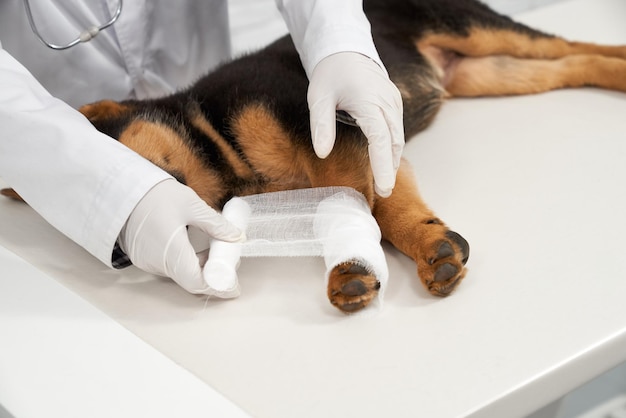 Foto grátis colheita de mãos de veterinário vendando a pata de cachorro de pastor na clínica veterinária