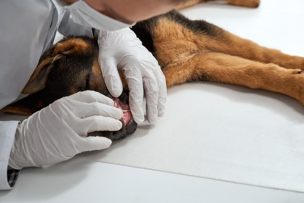 Colheita de veterinário macho com máscara e luvas examinando os dentes de um cachorrinho de pastor na clínica