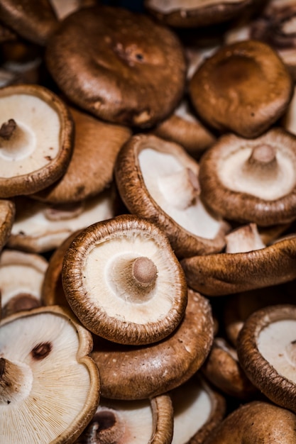 Colheita orgânica de cogumelos saudáveis para vendas