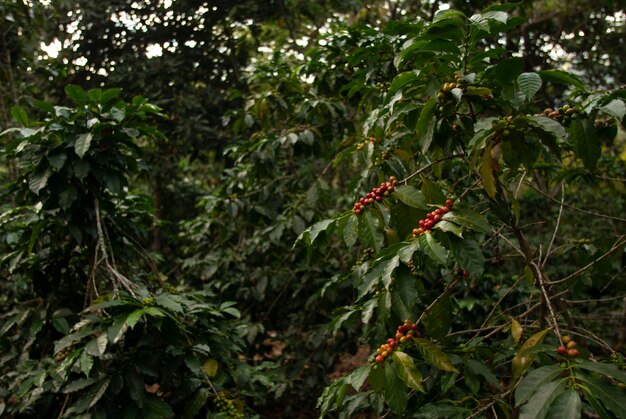 Coloque com grãos de café nos galhos de árvores sob a luz solar com uma parede embaçada na Guatemala