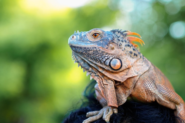 Colseup macro iguana réptil animal Foto Premium